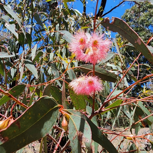 Eucalyptus sideroxylon