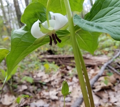 Trillium rugelii