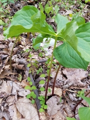 Trillium rugelii