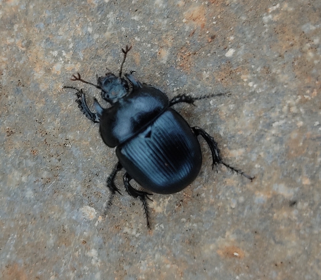 Geotrupinae from Τοπική Κοινότητα Χωρδακίου, Ακρωτήρι 731 00