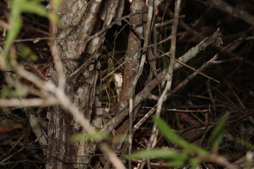 Image of Melaleuca salicina by (c) Greg Tasney, some rights reserved (CC BY-SA)