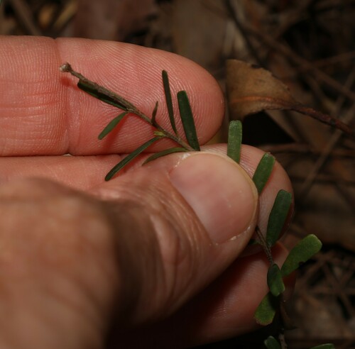Image of Pultenaea retusa by (c) Greg Tasney, some rights reserved (CC BY-SA)