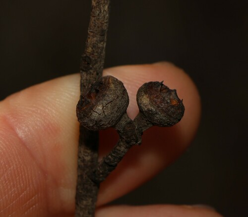 Image of Eucalyptus tindaliae by (c) Greg Tasney, some rights reserved (CC BY-SA)