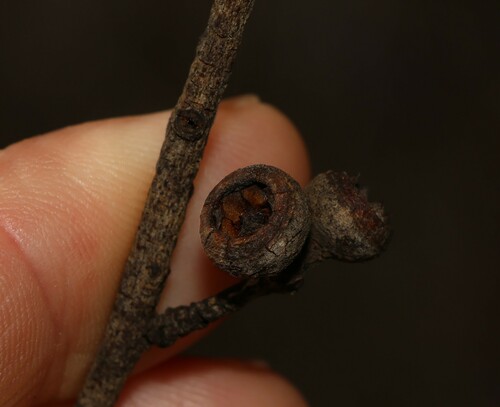 Image of Eucalyptus tindaliae by (c) Greg Tasney, some rights reserved (CC BY-SA)