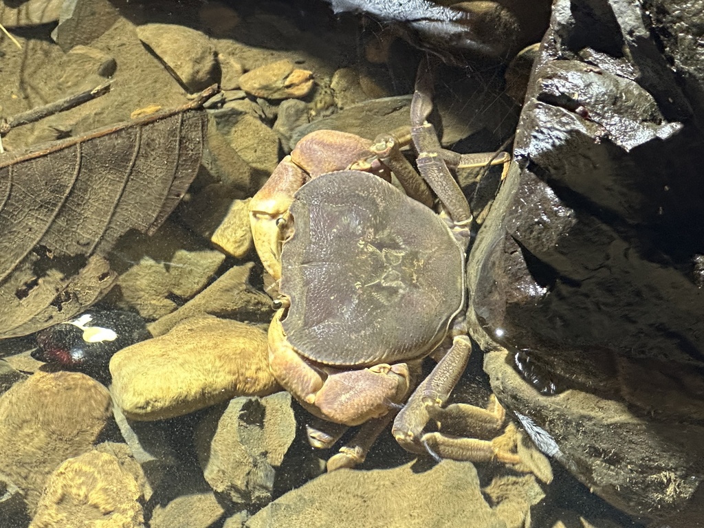 Isolapotamon naiadis
