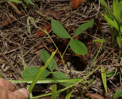 Image of Flemingia parviflora by (c) Greg Tasney, some rights reserved (CC BY-SA)