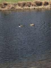 Branta canadensis