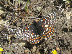 Euphydryas editha bayensis