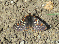 Euphydryas editha bayensis