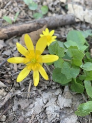 Ficaria verna