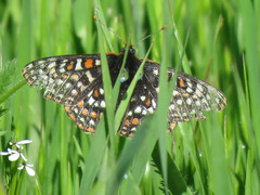 Euphydryas editha bayensis