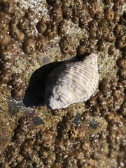 Acanthinucella spirata