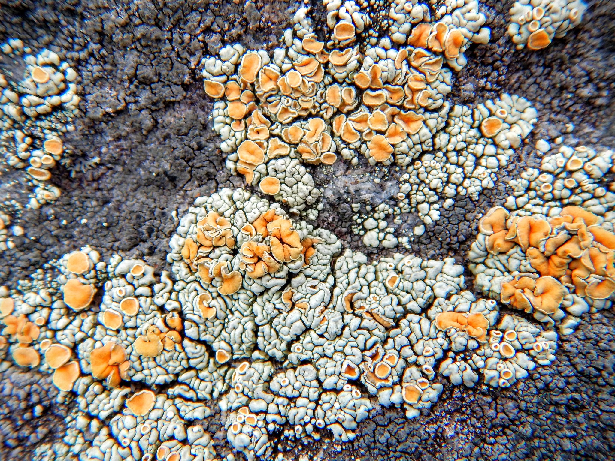 Rhizoplaca chrysoleuca image