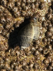 Acanthinucella spirata