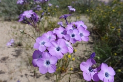Gilia cana speciosa