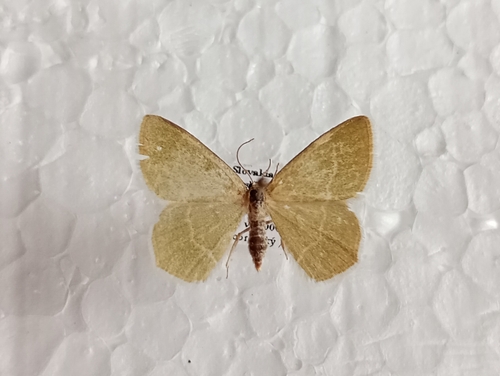 piadivka vresovisková (Chlorissa viridata)