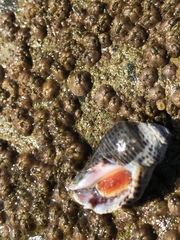 Acanthinucella spirata