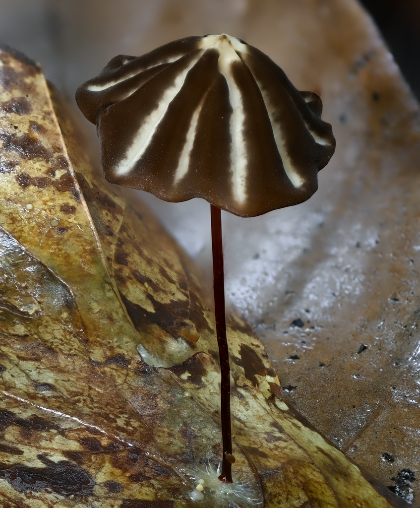 Marasmius griseoradiatus