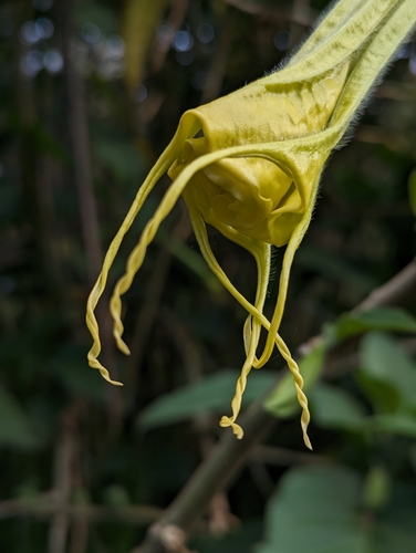 Brugmansia aurea
