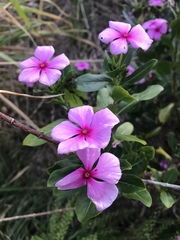 Catharanthus roseus image