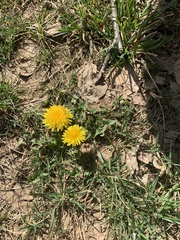 Taraxacum