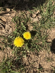 Taraxacum