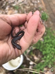 Plethodon electromorphus