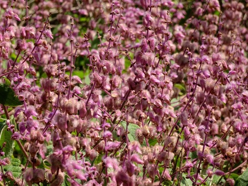 Ocimum spectabile