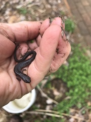 Plethodon electromorphus