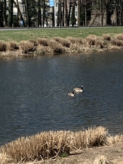 Branta canadensis