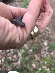 Plethodon electromorphus