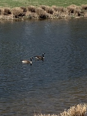 Branta canadensis