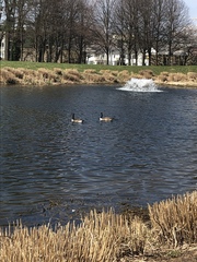 Branta canadensis