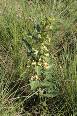 Pachycarpus asperifolius