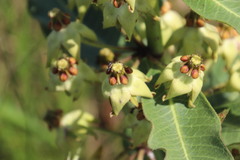 Pachycarpus asperifolius