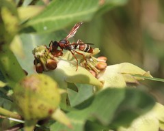 Pachycarpus asperifolius
