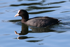 Fulica atra