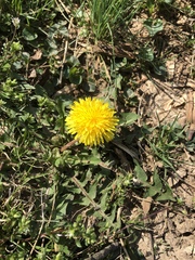 Taraxacum