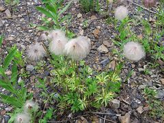 Pulsatilla dahurica
