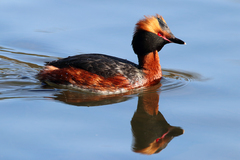 Podiceps auritus