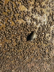 Acanthinucella spirata