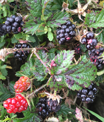 Rubus ursinus macropetalus