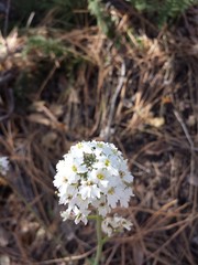 Dryopetalon runcinatum