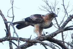 Little Eagle photo 5