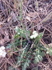 Dryopetalon runcinatum