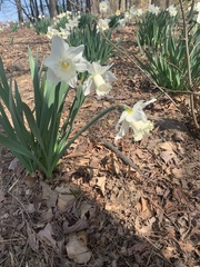 Narcissus moschatus