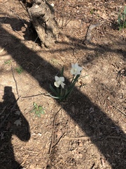 Narcissus moschatus