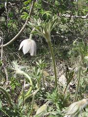 Pulsatilla dahurica