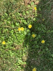 Ficaria verna