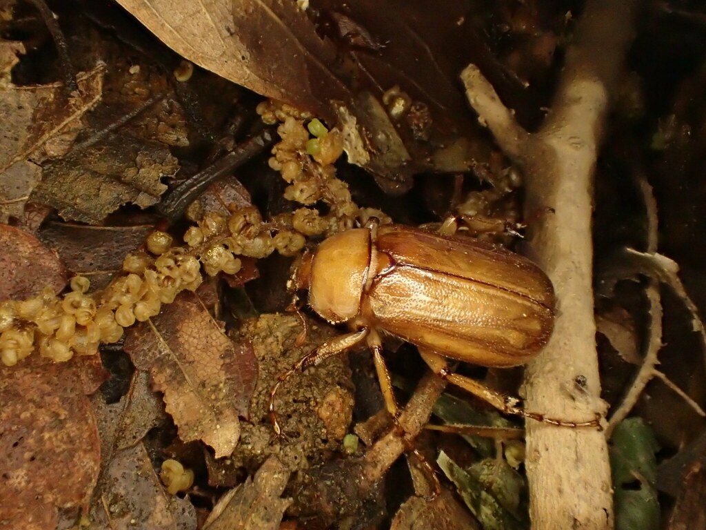 はらぺこタマ虫　 なんか #蛹化 から最速48日でウカウカしチョッたら #羽化 シテた